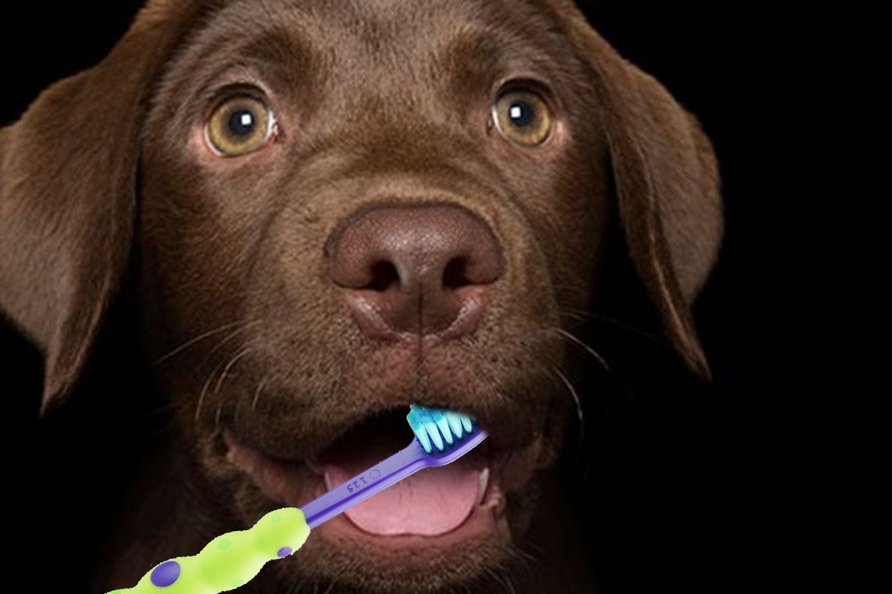 Your Pets Dental Care