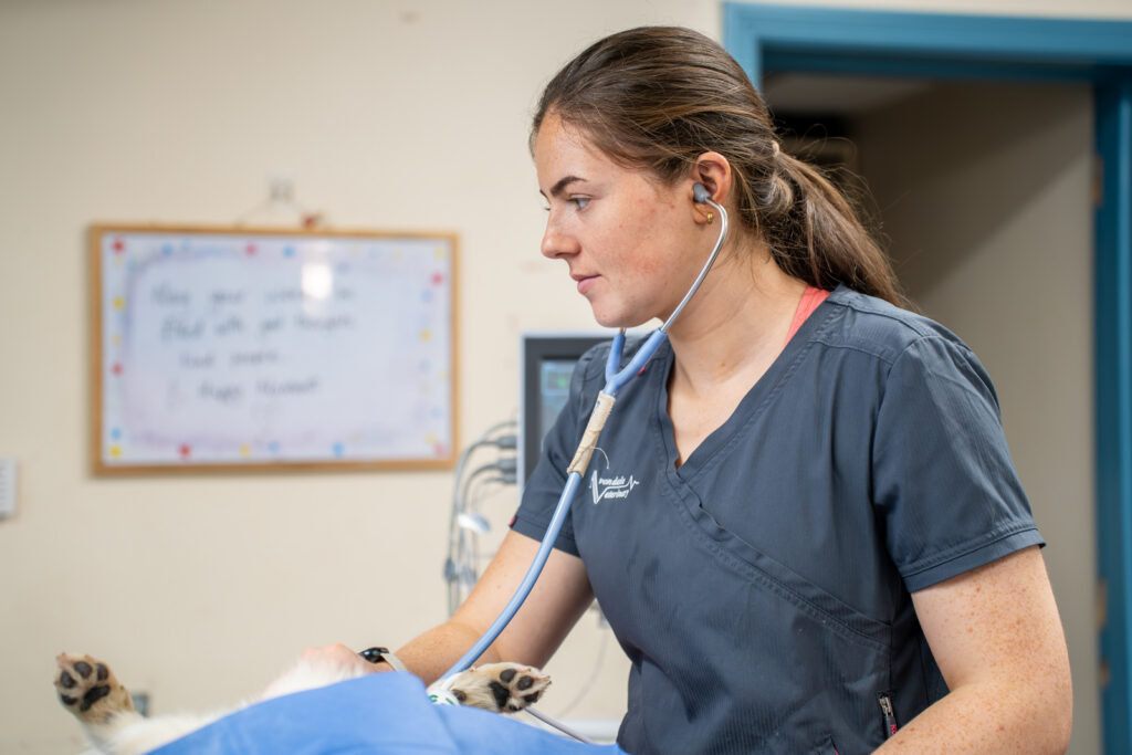 Vet in blue uniform wearing a stethoscope
